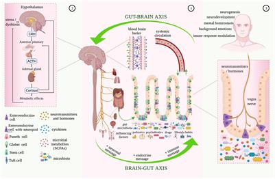 Guts Imbalance Imbalances the Brain: A Review of Gut Microbiota Association With Neurological and Psychiatric Disorders